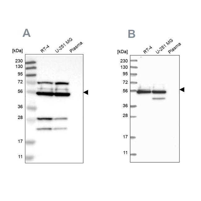 GRSF1 Antibody in Western Blot (WB)