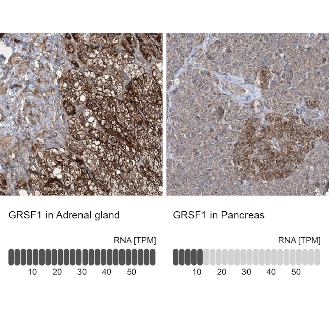 GRSF1 Antibody