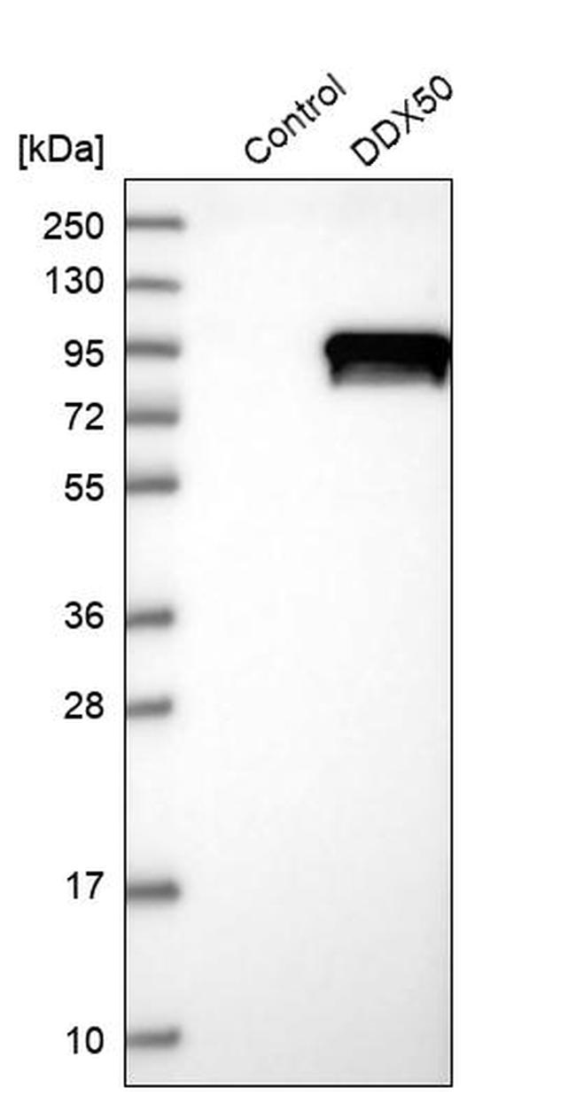 DDX50 Antibody in Western Blot (WB)