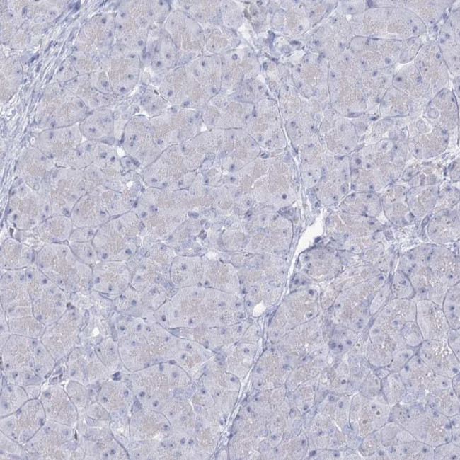 SLC6A19 Antibody in Immunohistochemistry (IHC)