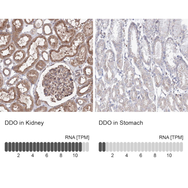 DDO Antibody