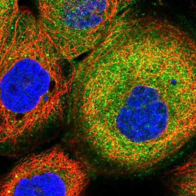 SPAG16 Antibody in Immunocytochemistry (ICC/IF)