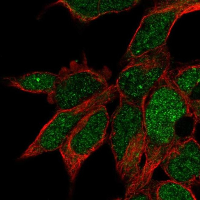 RPUSD3 Antibody in Immunocytochemistry (ICC/IF)