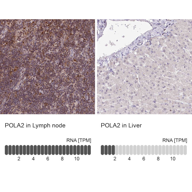 POLA2 Antibody in Immunohistochemistry (IHC)