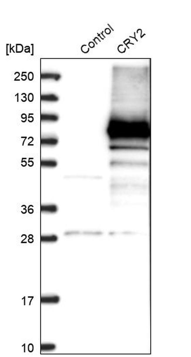 CRY2 Antibody in Western Blot (WB)