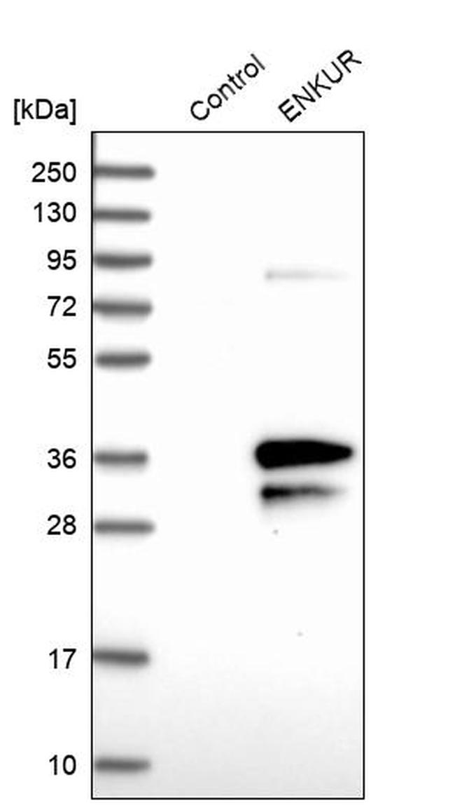 Enkurin Antibody in Western Blot (WB)