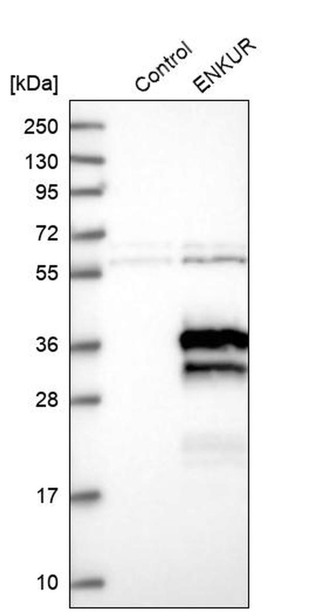 Enkurin Antibody in Western Blot (WB)