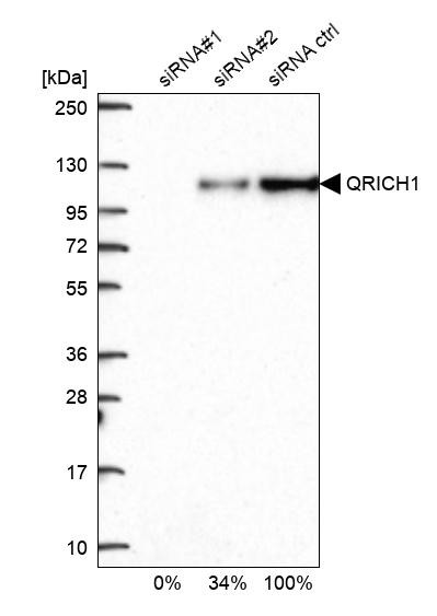 QRICH1 Antibody