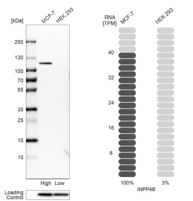 INPP4B Antibody