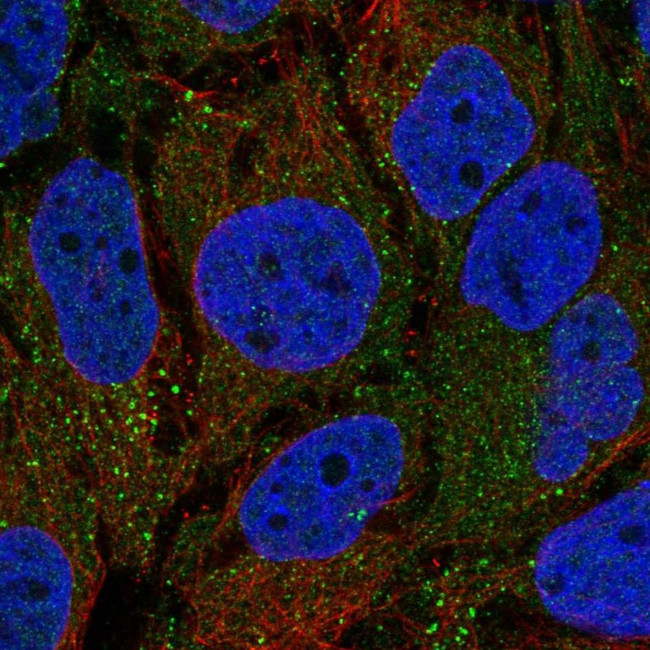 SHROOM1 Antibody in Immunocytochemistry (ICC/IF)