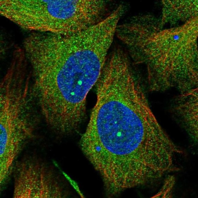 LSG1 Antibody in Immunocytochemistry (ICC/IF)