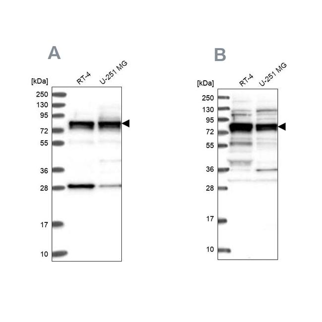 LSG1 Antibody in Western Blot (WB)