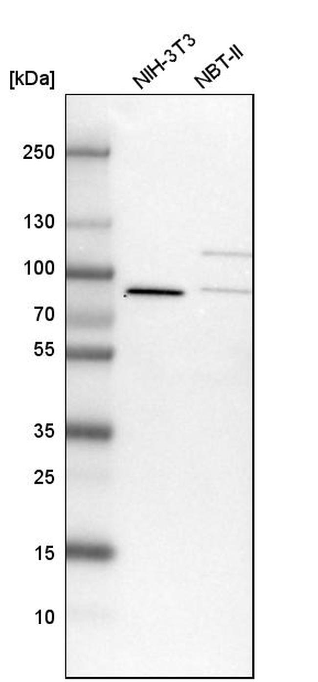 LSG1 Antibody in Western Blot (WB)