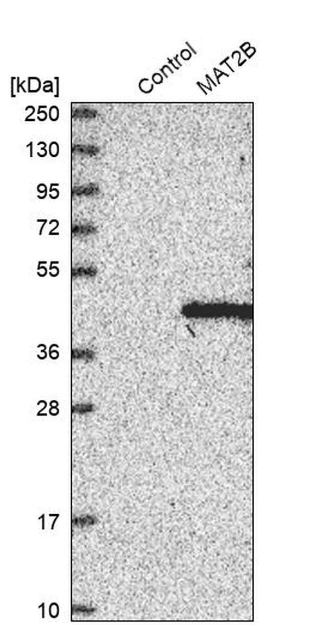 MAT2B Antibody in Western Blot (WB)