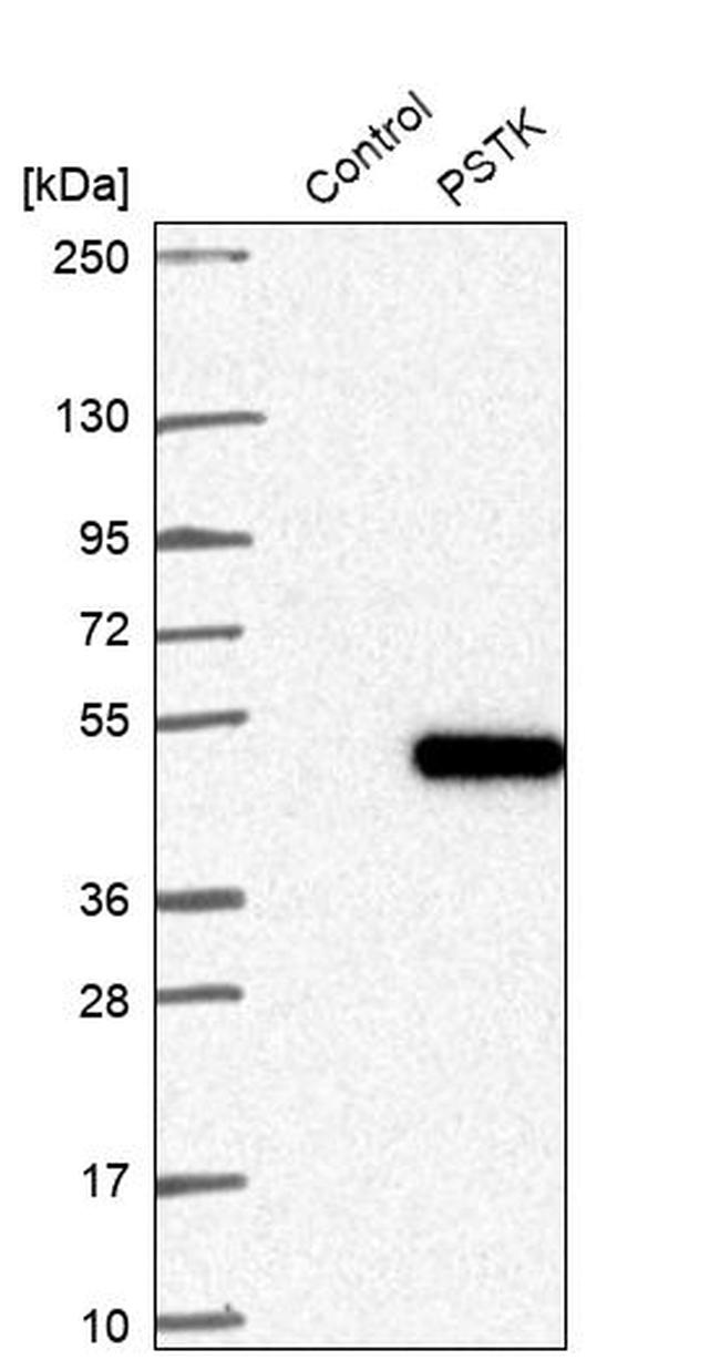 PSTK Antibody in Western Blot (WB)