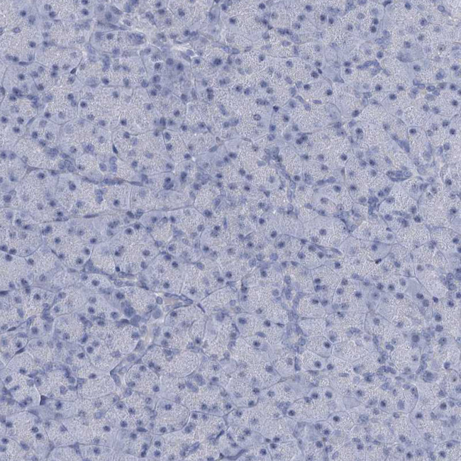 HORMAD1 Antibody in Immunohistochemistry (IHC)