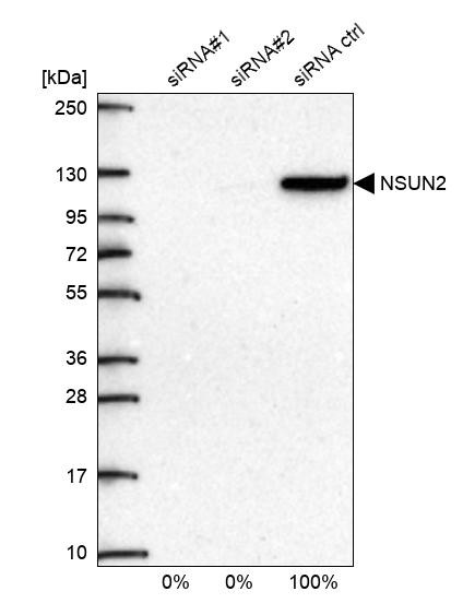 NSUN2 Antibody