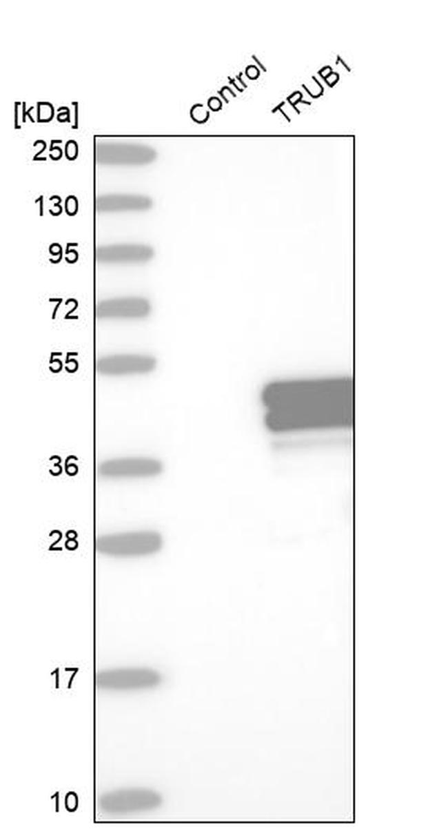 TRUB1 Antibody in Western Blot (WB)