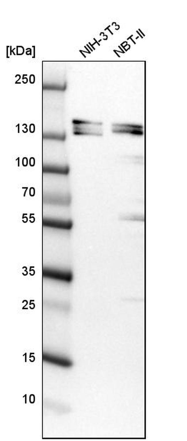 SH3PXD2A Antibody in Western Blot (WB)