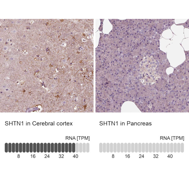 Shootin1 Antibody