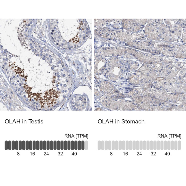 OLAH Antibody