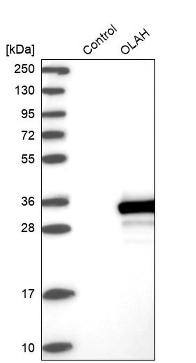 OLAH Antibody in Western Blot (WB)