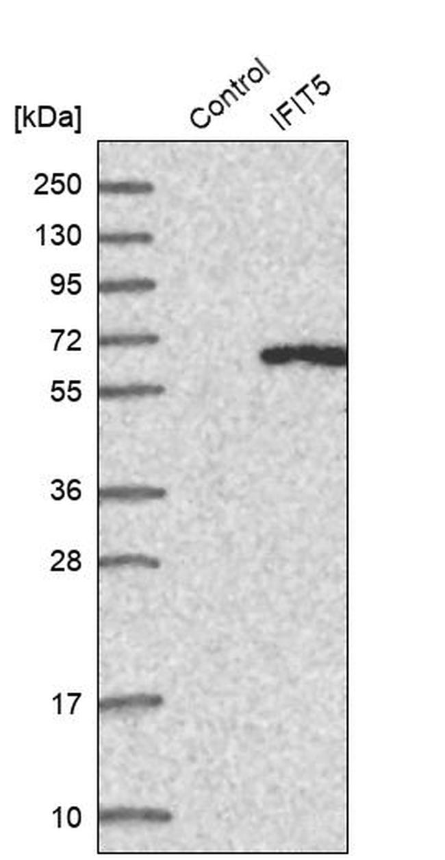 IFIT5 Antibody in Western Blot (WB)