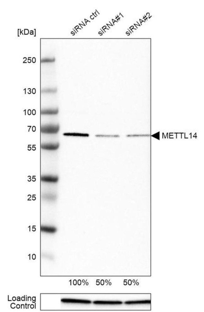 METTL14 Antibody