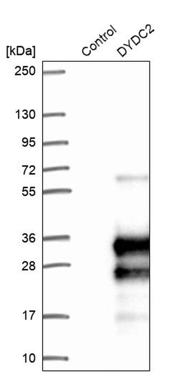 DYDC2 Antibody in Western Blot (WB)