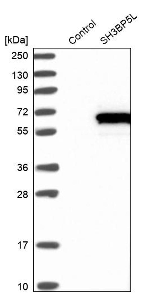 3BP5L Antibody in Western Blot (WB)