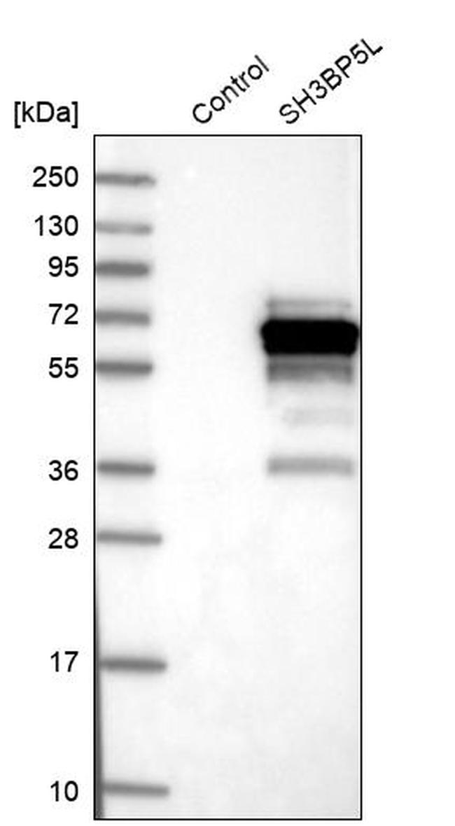 3BP5L Antibody in Western Blot (WB)