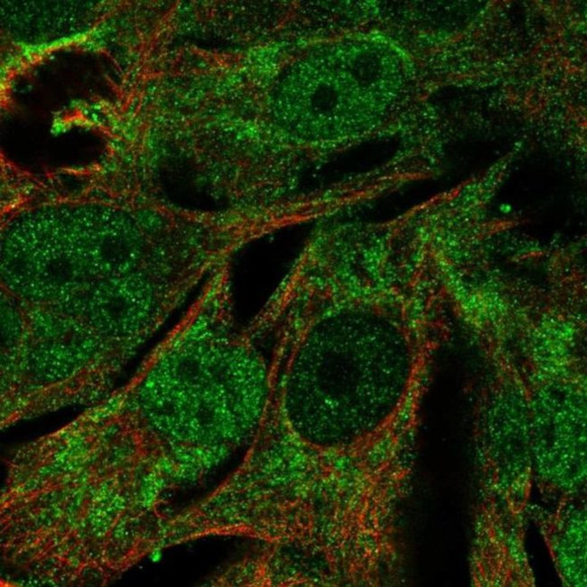 MRPL44 Antibody in Immunocytochemistry (ICC/IF)