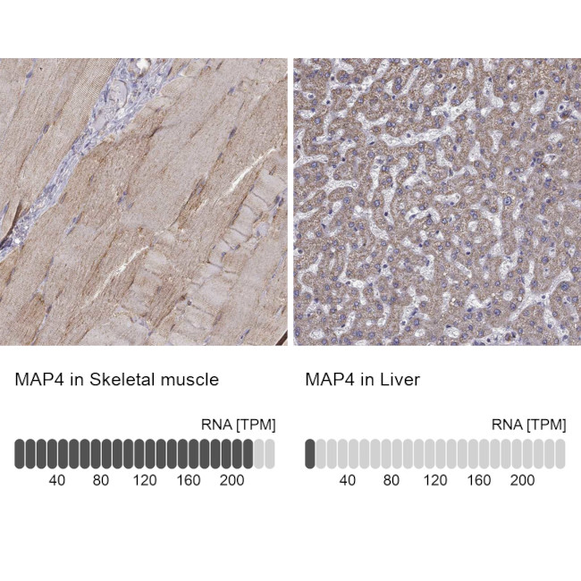 MAP4 Antibody