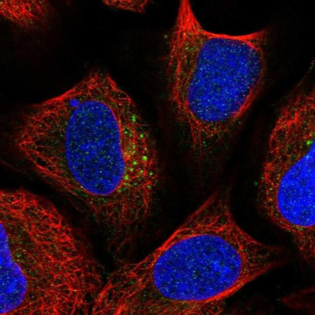 TBC1D23 Antibody in Immunocytochemistry (ICC/IF)