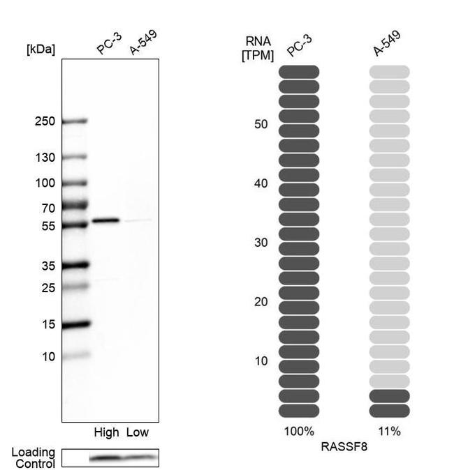 RASSF8 Antibody in Western Blot (WB)