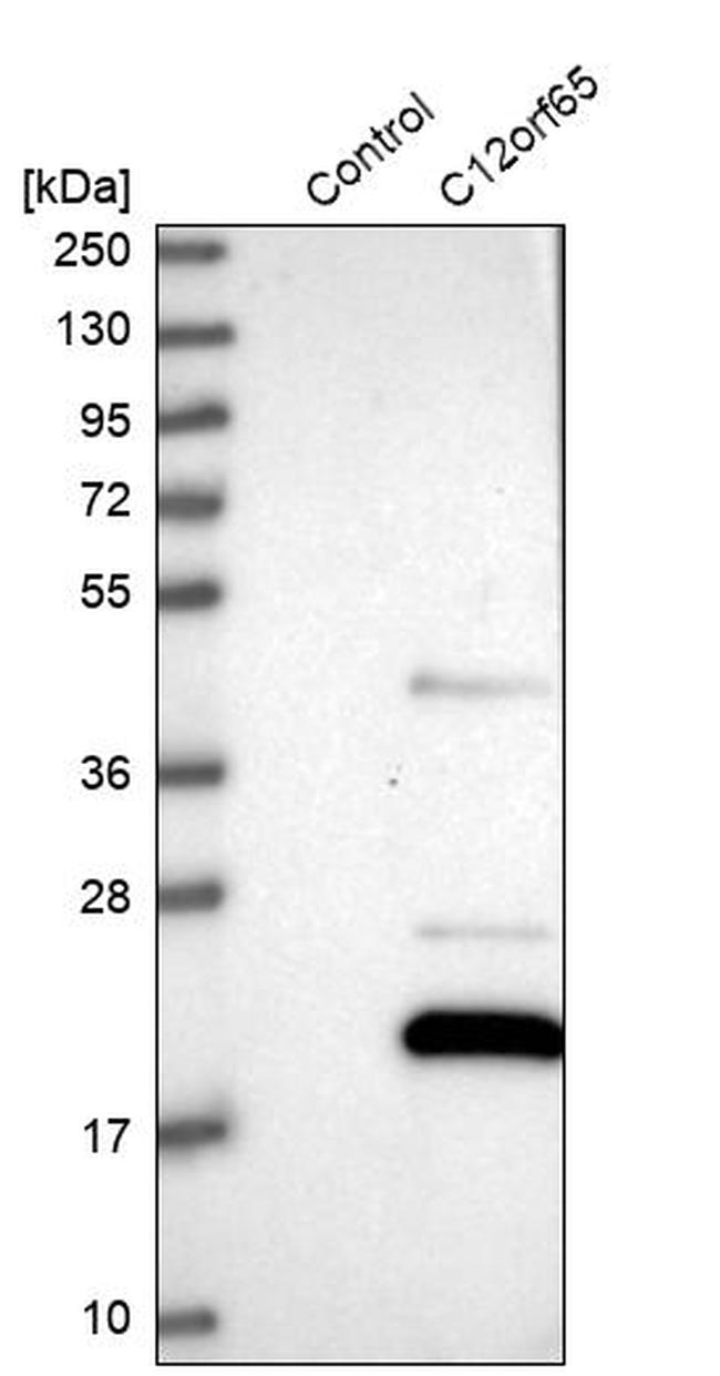 C12orf65 Antibody in Western Blot (WB)