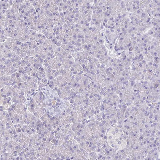 ERMN Antibody in Immunohistochemistry (IHC)