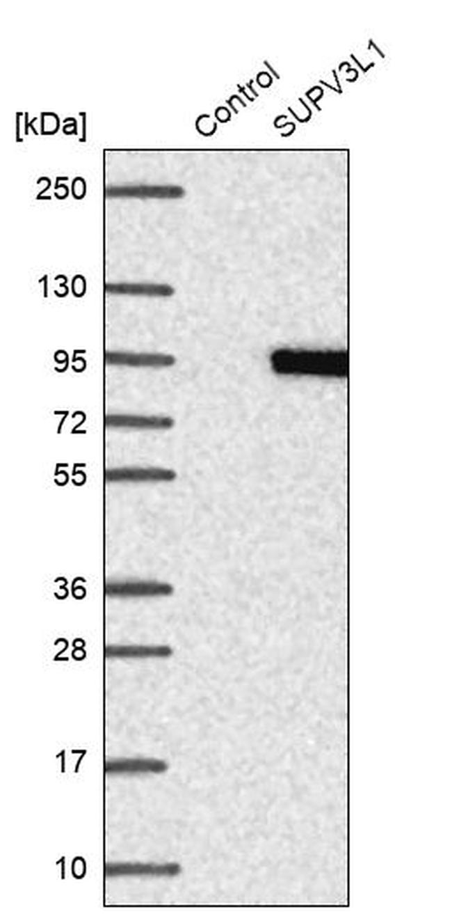 SUPV3L1 Antibody in Western Blot (WB)