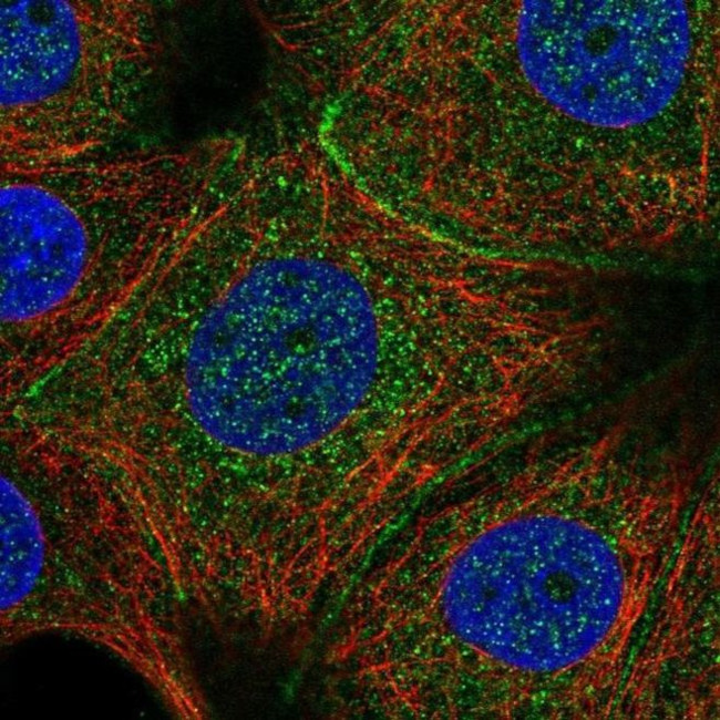 C11orf52 Antibody in Immunocytochemistry (ICC/IF)