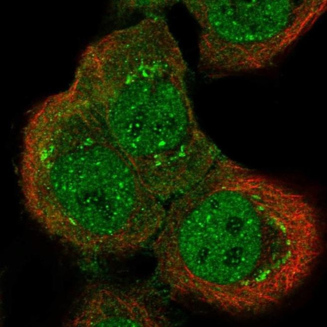 GRF-1 Antibody in Immunocytochemistry (ICC/IF)