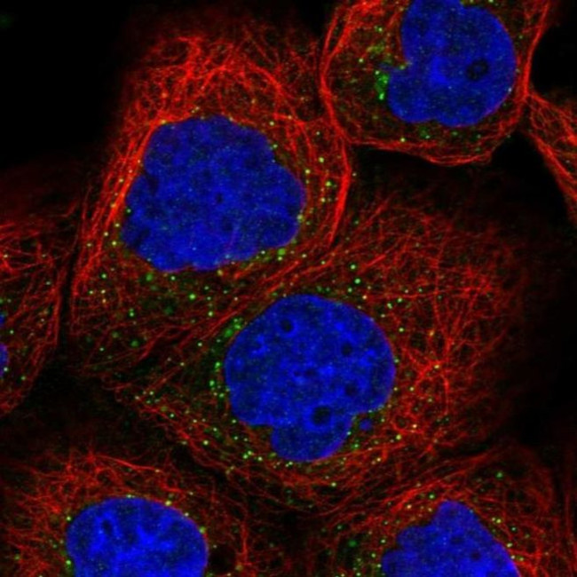 SEC23IP Antibody in Immunocytochemistry (ICC/IF)