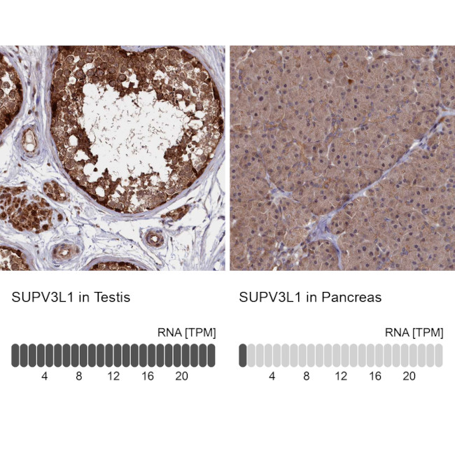 SUPV3L1 Antibody