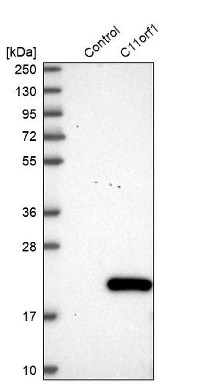 C11orf1 Antibody in Western Blot (WB)