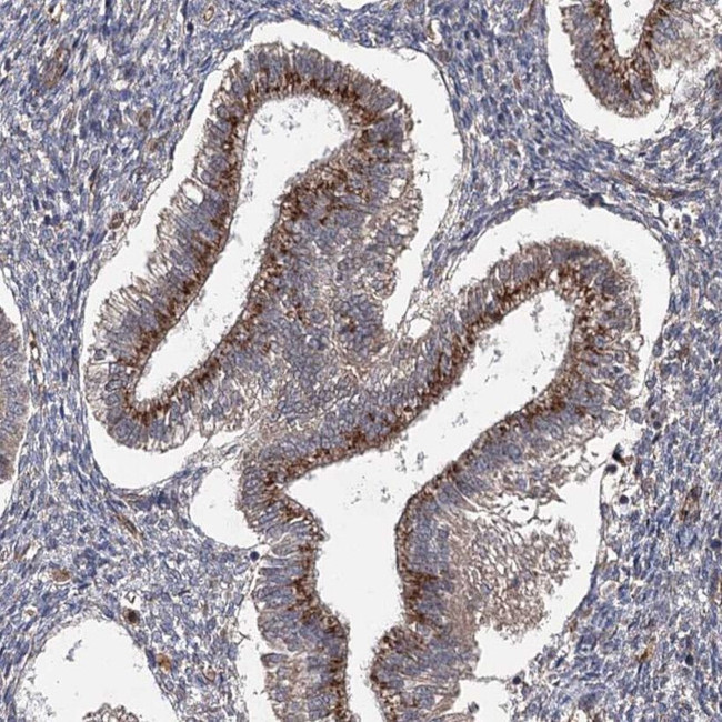 WDR48 Antibody in Immunohistochemistry (IHC)