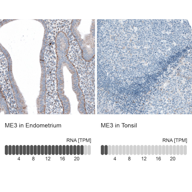 ME3 Antibody