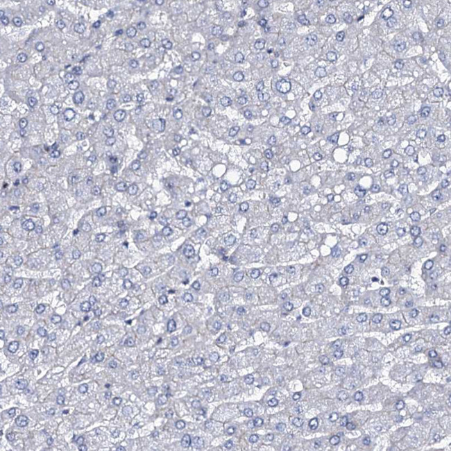 MCMBP Antibody in Immunohistochemistry (IHC)