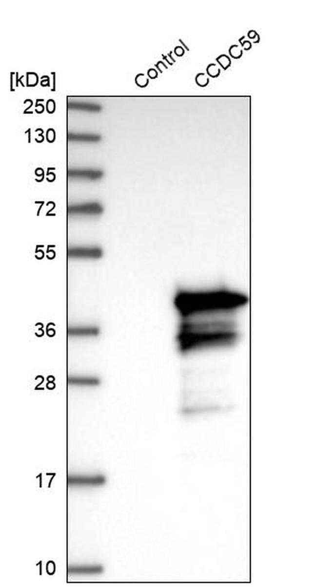 TAP26 Antibody in Western Blot (WB)