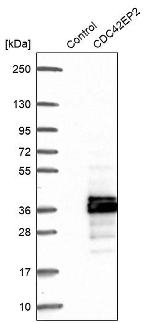 Cdc42EP2 Antibody in Western Blot (WB)