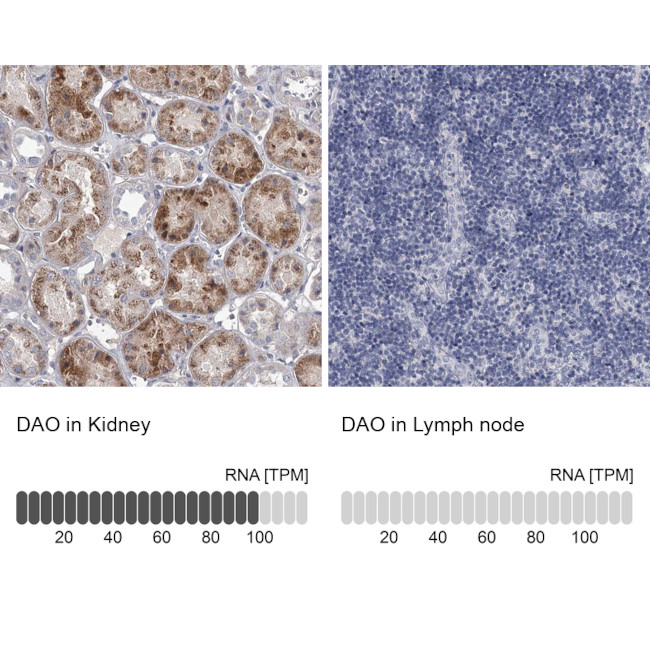 DAO Antibody in Immunohistochemistry (IHC)