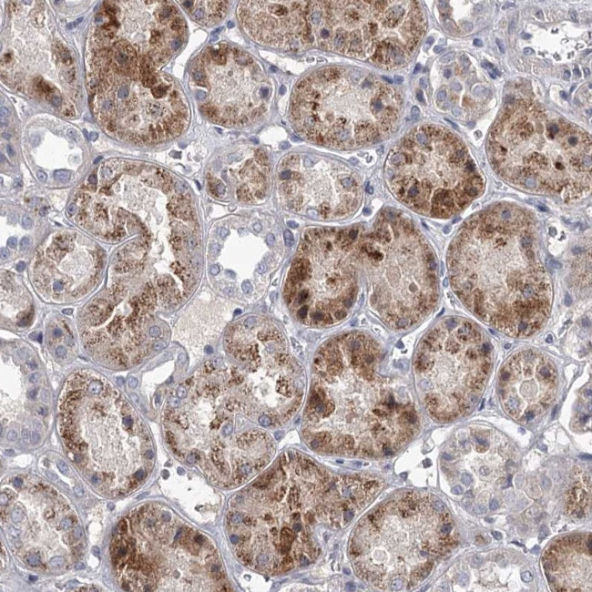 DAO Antibody in Immunohistochemistry (IHC)